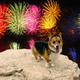 Illustration for article titled How to Keep Your Dog Happy When Fireworks Go Off -- Using Science!